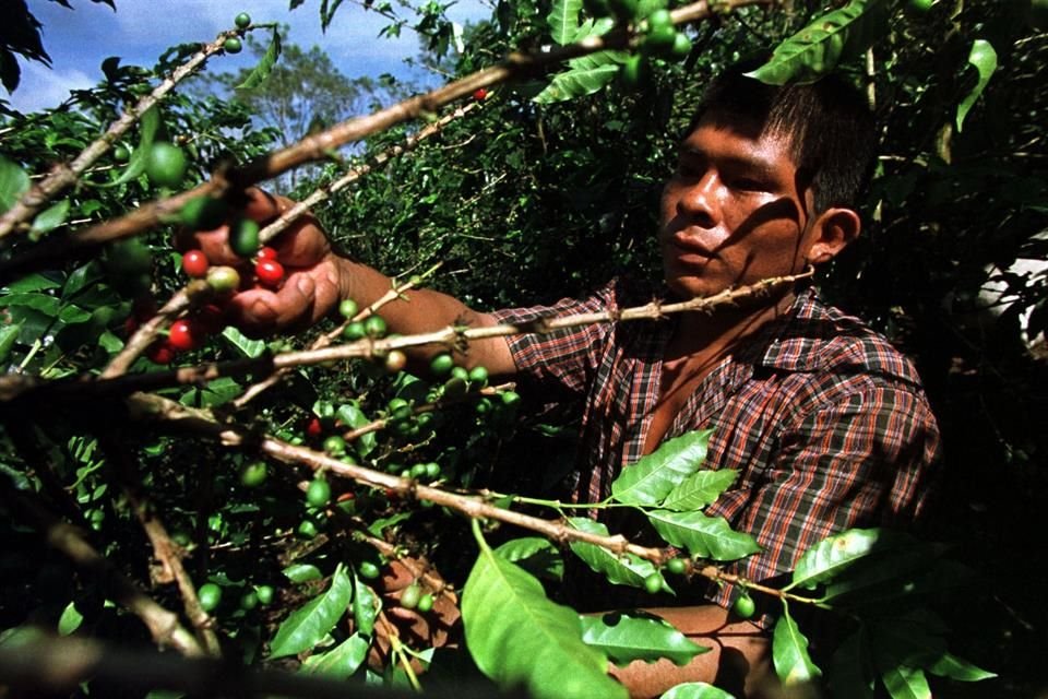 Sader anunció que se alcanzó un acuerdo con 8 países para trazar una estrategia a favor del sector caficultor de la región.