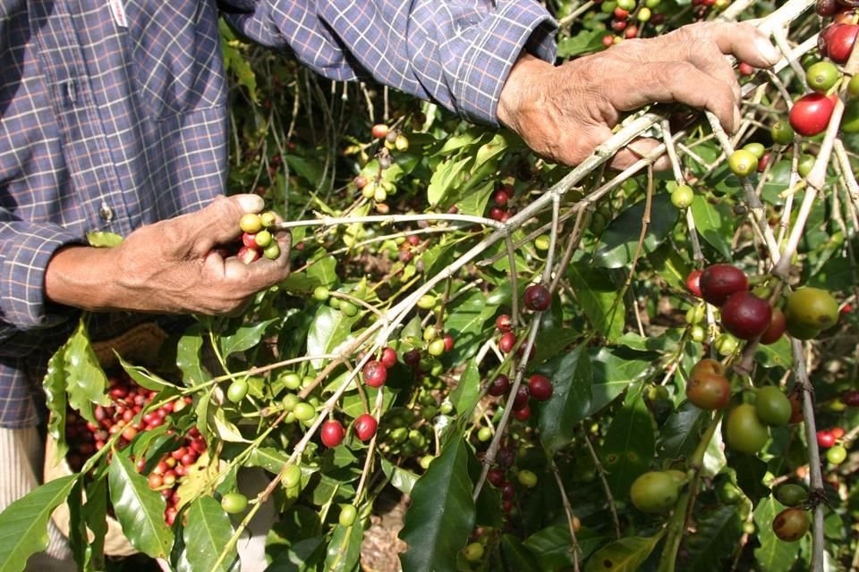 Al usar tecnologías y otras técnicas de cultivo, se puede obtener producto de mejor calidad.