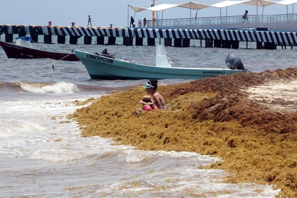 El sargazo llegará este año en cantidades superiores a las del año pasado, dijo ayer el director técnico de la Red de Monitoreo de Sargazo Cancún, Esteban Amaro.