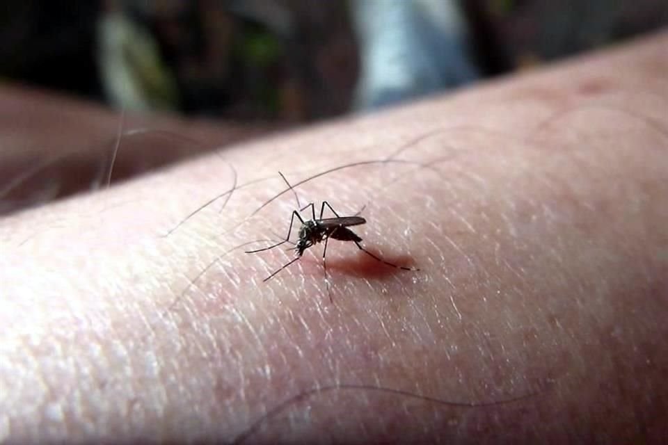 El mosquito Aedes aegypti es el transmisor del dengue.