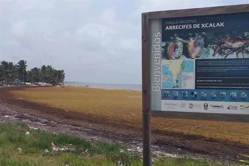 Las playas en Xcalak, Quintana Roo, han sido afectadas por la llegada masiva de sargazo.