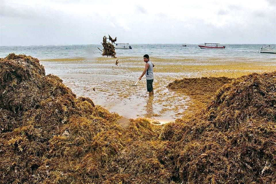 Puerto Morelos ha puesto el ejemplo en la lucha contra el sargazo.