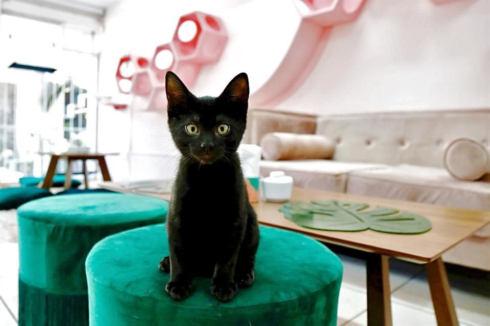 Neko Hi Café está en Av. La Paz 2155-D, Col. Lafayette.