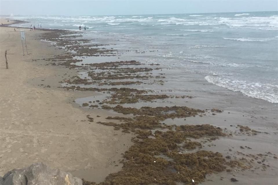 El Secretario del Ayuntamiento informó que, de acuerdo con informes, la presencia del sargazo se extenderá hasta aproximadamente tres meses más en Playa Miramar.