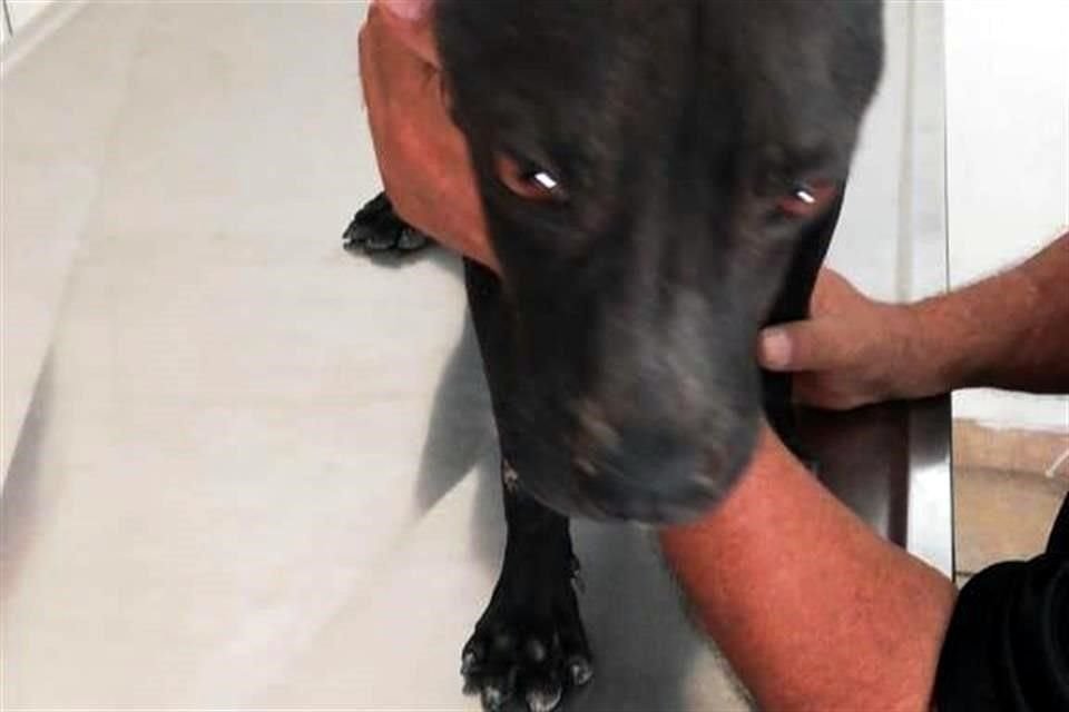 Sin la vacuna, muere entre 90 y 95 por ciento de los perros que se contagian de parvovirus.