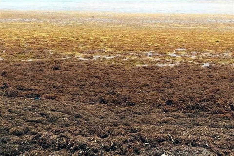 Los especialistas advierten que si el arribo de sargazo continúa y permanece en las playas, el deterioro que sufrirá el agua afectará a los arrecifes de coral.