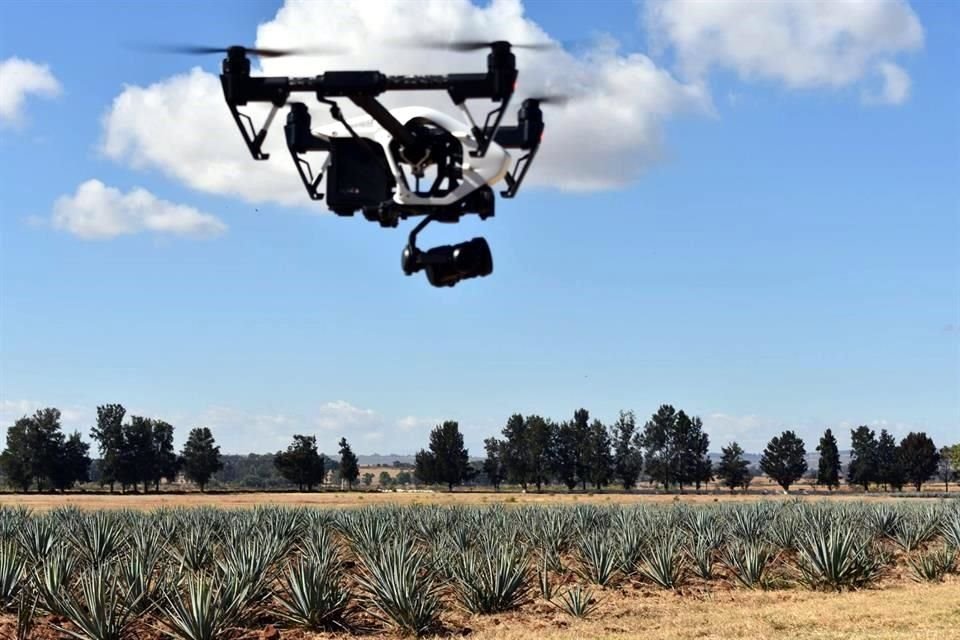 Cantidad de plantas de agave, estado fitosanitario y altura son algunos datos obtenidos mediante el uso de drones.