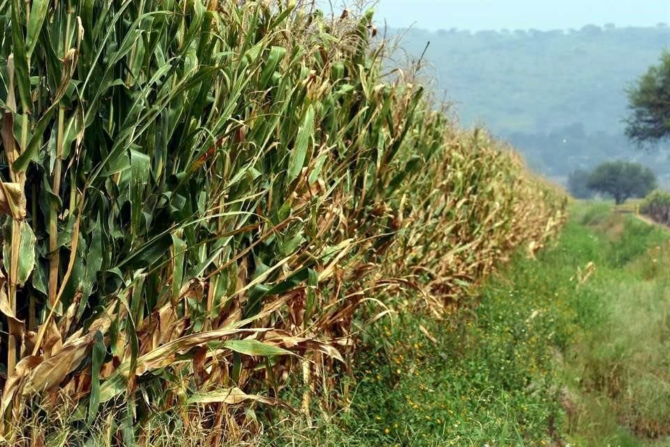 La iniciativa expone que el maíz nativo está en una situación de riesgo ante las grandes transnacionales productoras de semillas transgénicas.