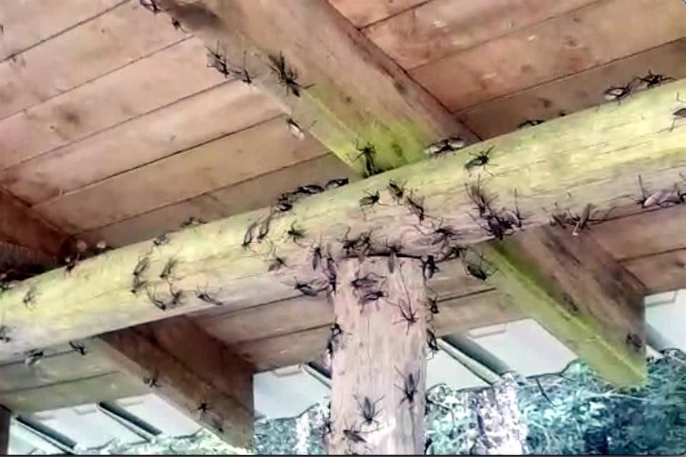 Las grilletas en Chipinque se encuentra en los árboles, pero también invaden mesas, bancas, letreros, aparatos para ejercicio y demás infraestructura del parque.