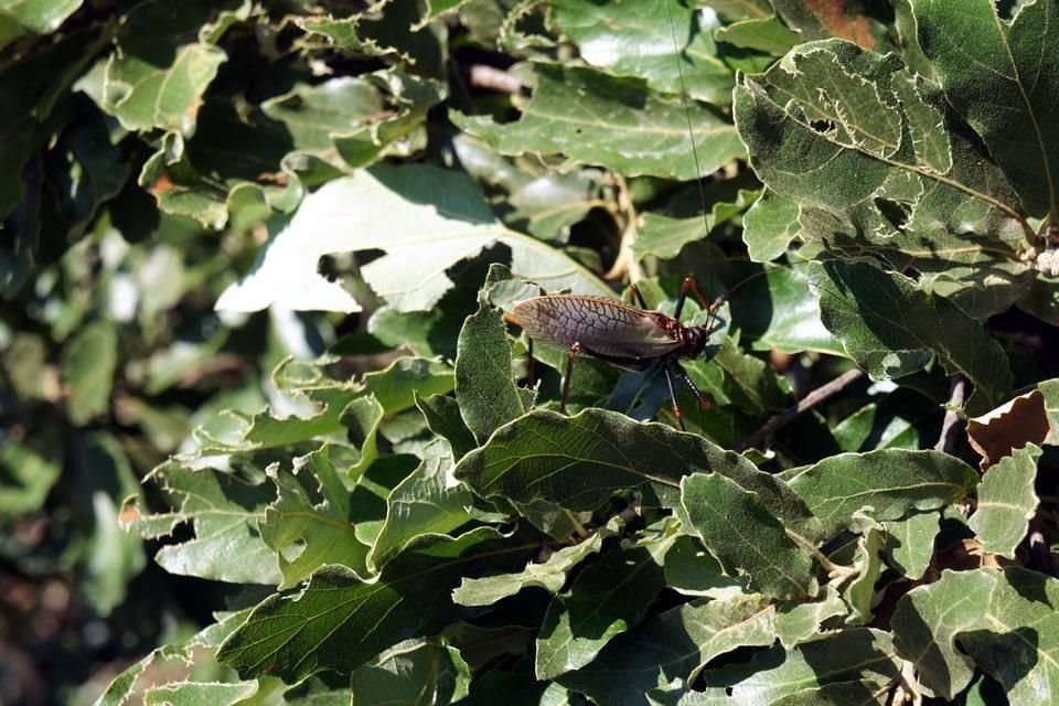 Aunque los insectos se alimentan del follaje de encinos, no son considerados una plaga para el ecosistema del parque.