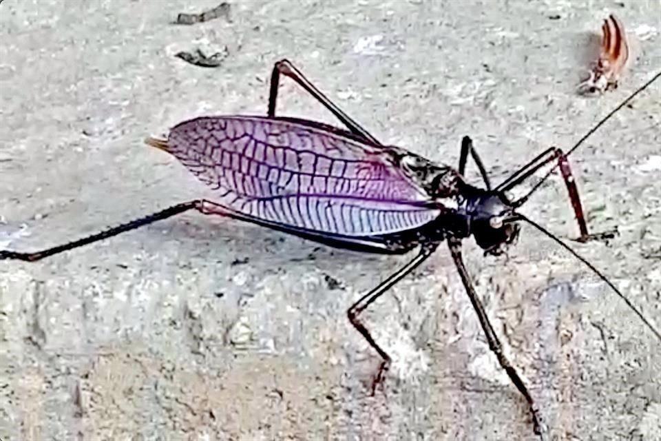 Aunque los insectos se alimentan del follaje de encinos, no son considerados una plaga para el ecosistema del parque.