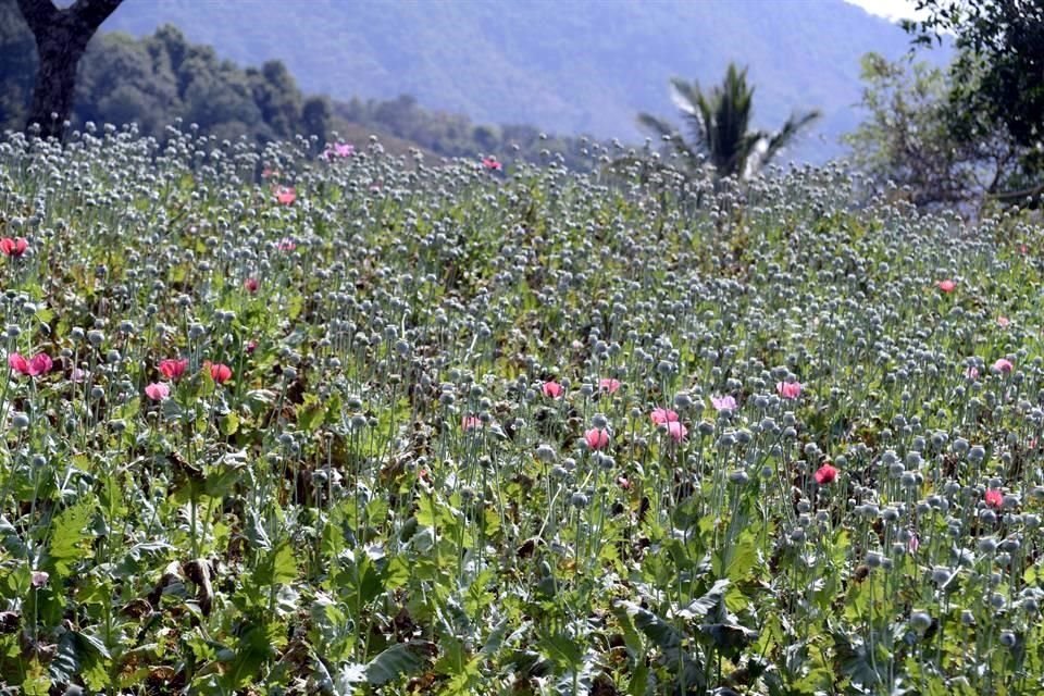 Campos de cultivo de amapola en Guerrero.