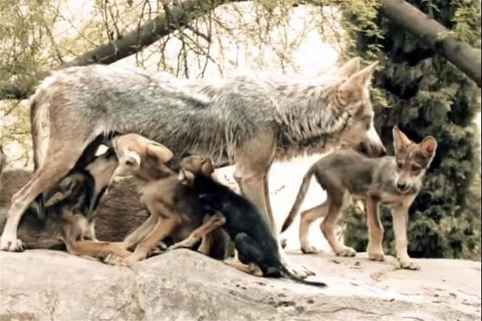 El nacimiento ocurrió el pasado 6 de abril, según la  Comisión de Parques y Biodiversidad del Estado de Tamaulipas.