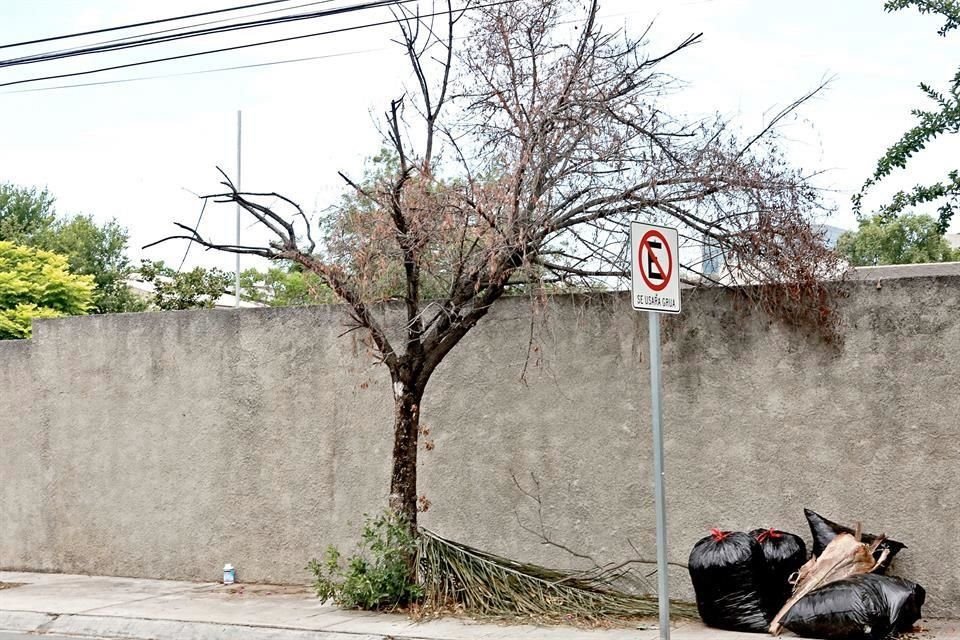 Así quedan los árboles que han sido atacados por el muérdago. Este ejemplar está sobre la Av. Paso de la Sierra, a unos metros de Vasconcelos. 