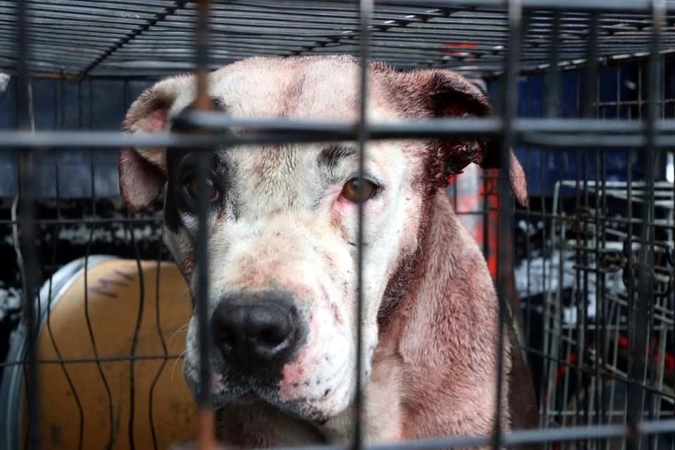 Elementos de la Brigada de Vigilancia Animal metieron al can en una jaula y se lo llevaron para valorarlo.