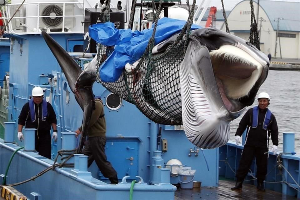 Luego de 31 años de prohibición, Japón reanudó la caza comercial de ballenas en sus aguas.