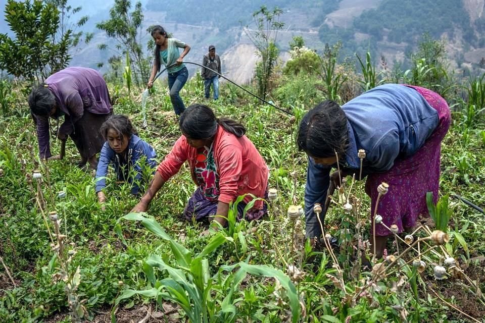 El desplome en los precios del opio llevó a los campesinos de San Miguel Amoltepec Viejo, en Guerrero, a la pobreza extrema.
