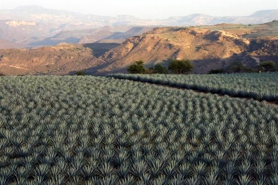 Paisaje Agavero, adornado por millones de plantas de agave tequilana Weber variedad azul, ya tiene 16 años desde que se nombró Patrimonio.