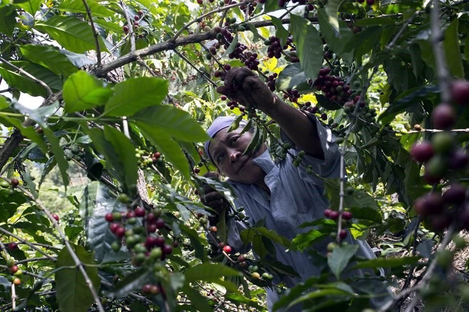 Una mujer trabaja en un plantío de café en Guatemala. Más cafetaleros estarían obligados a migrar si se agudiza la crisis.