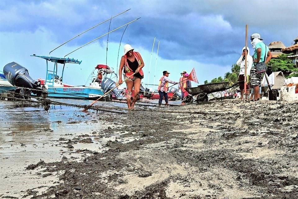 La red de monitoreo reportó presencia moderada de la macroalga en 20 sitios del litoral del estado.