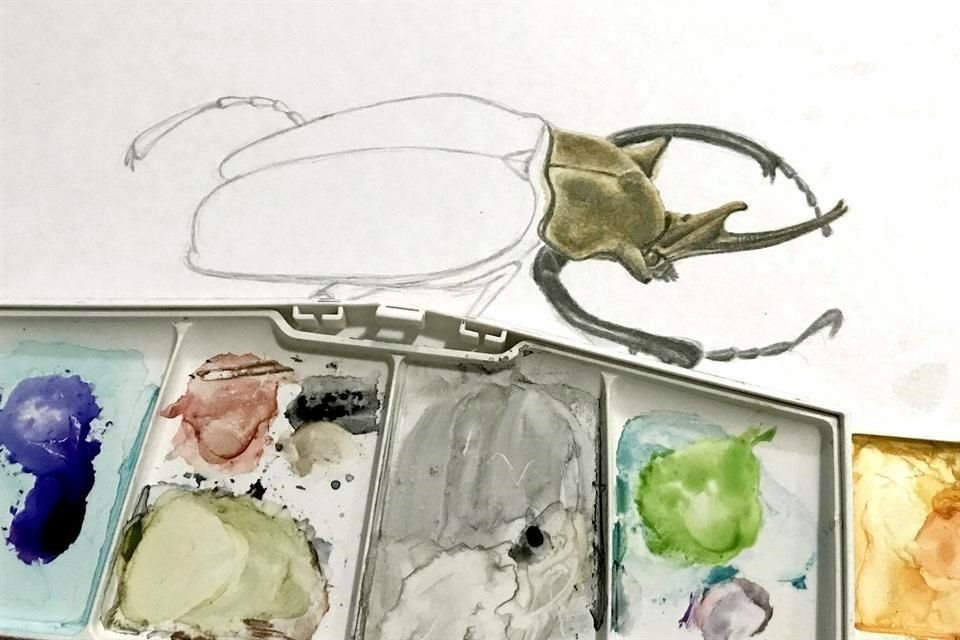 Dibujo científico de Lina Romero