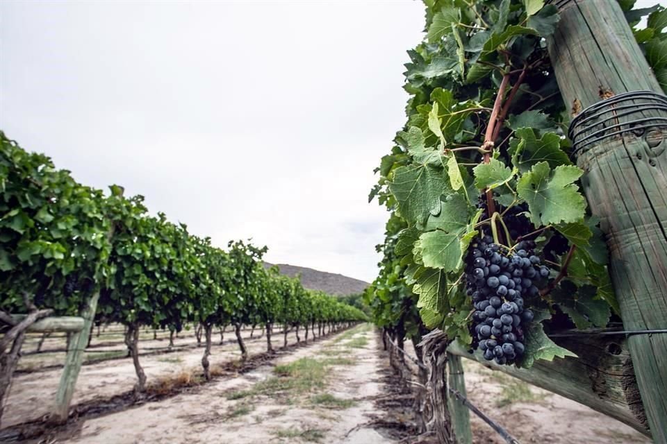 Se necesita un kilo 300 gramos de uva para hacer 750 mililitros de vino.