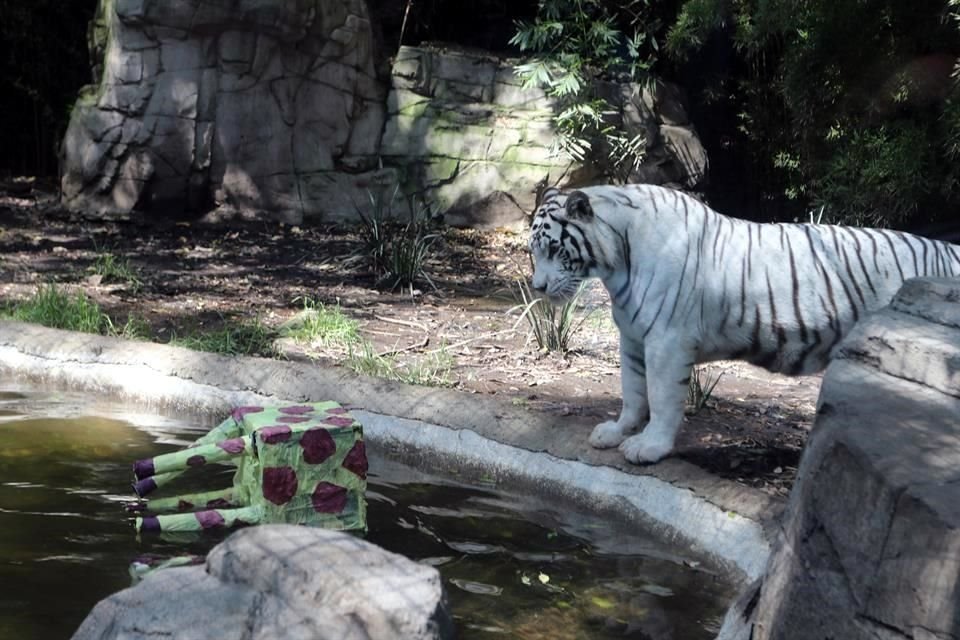 Todos los días, los expertos eligen alguna actividad para que los habitantes del zoológico estén activos.