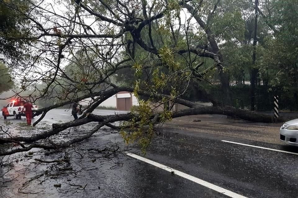 La caída de un árbol obstruyó el kilómetro 255, a la altura de El Barrial. 