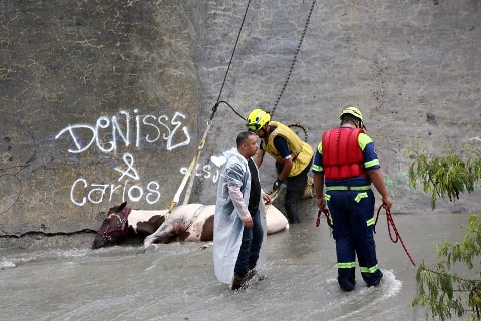 Elementos de Protección Civil de Santa Catarina rescatan un caballo que cayó en el Arroyo El Obispo.