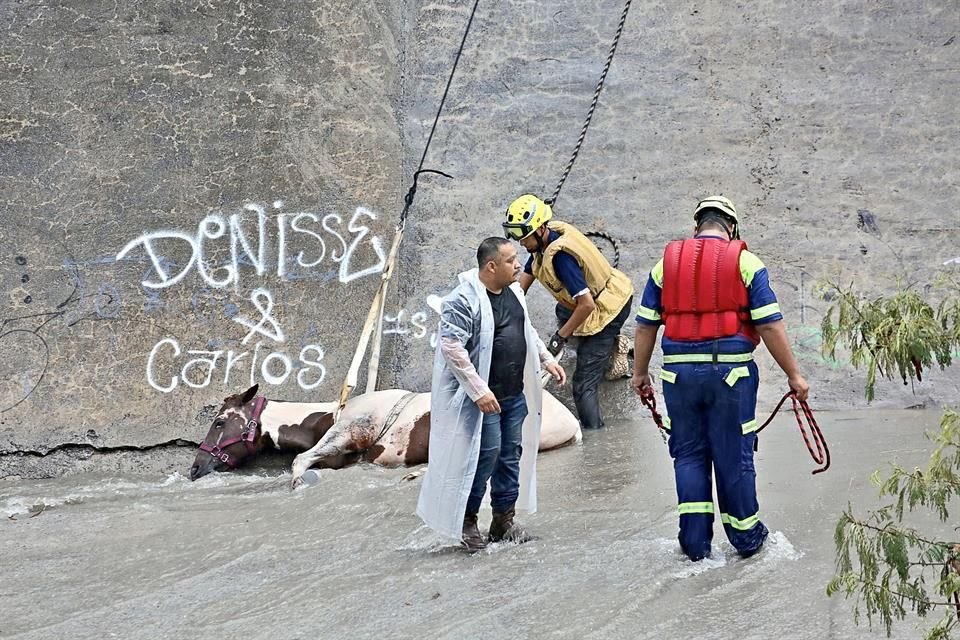 Un caballo que se resbaló y cayó al Arroyo El Obispo fue rescatado por personal de Protección Civil.