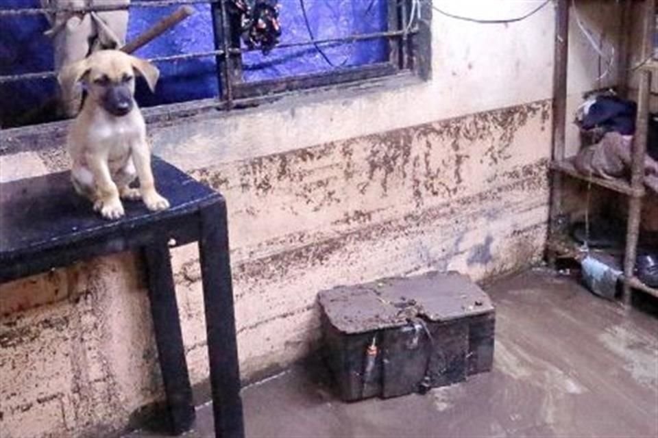 El perro de una familia de la Colonia Gloria Mendiola se mantiene en una mesa para evitar mojarse.