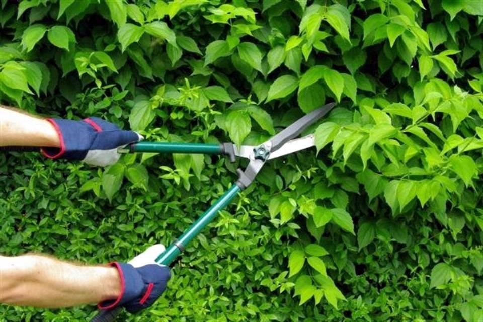 El jardín es otro de los lugares que se debe cuidar en la temporada.<br>Se debe fertilizar el pasto para que se conserve en buen estado.