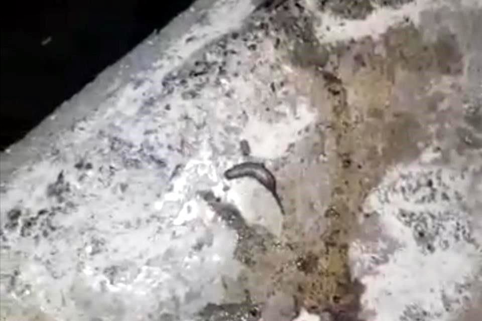Las aguas estancadas de una obra de drenaje sin reparar ha provocado la proliferación de gusanos de gran tamaño de los cuales se quejan vecinos de la Colonia Valle de Santa Lucía.