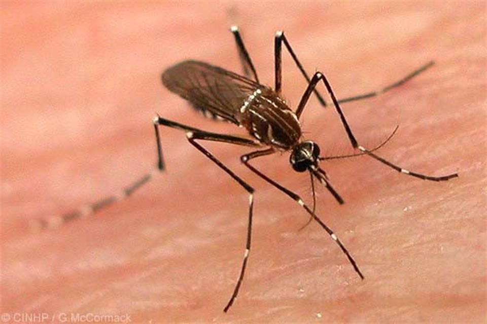 Sólo las hembras del mosquito Aedes aegipty se alimentan de sangre y lo hacen, preferentemente entre las 6:00 y las 8:00 horas, o entre 17:00 y 19:00 horas.s