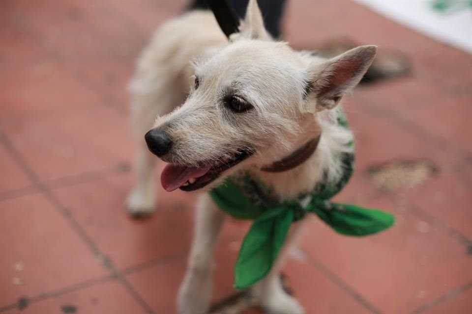 Durante la marcha, un perrito también fue vestido con el pañuelo.