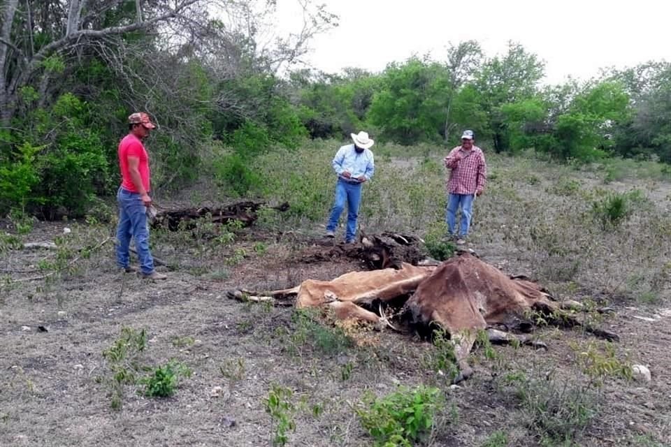 Las muertes de ganado se reportan en Veracruz, Tamaulipas y San Luis Potosí.