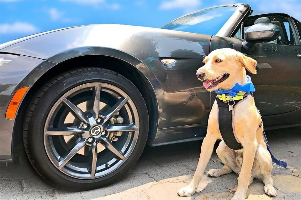 Un perrito, las bolsas del supermercado y hasta maletas, ¿qué tanto le cabe al MX-5?