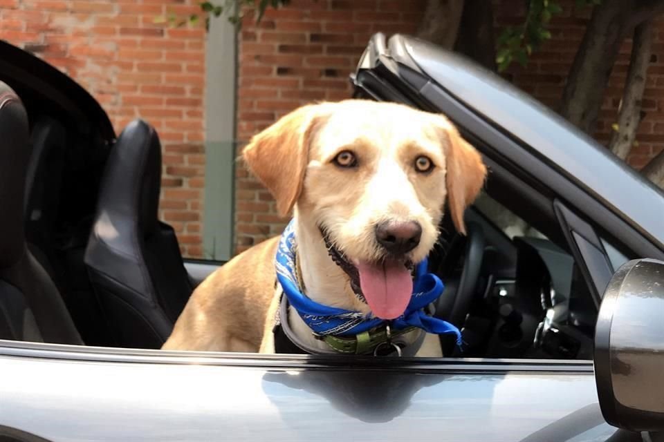 ¡Prueba superada! Un perro del tamaño de un labrador puede viajar felizmente con el viento en la cara.