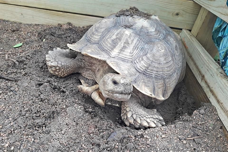 Sea Turtle INC.