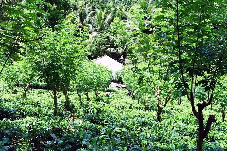 La finca, llamada Kalukanda, tiene 10 hectáreas y se ubica en Sri Lanka.