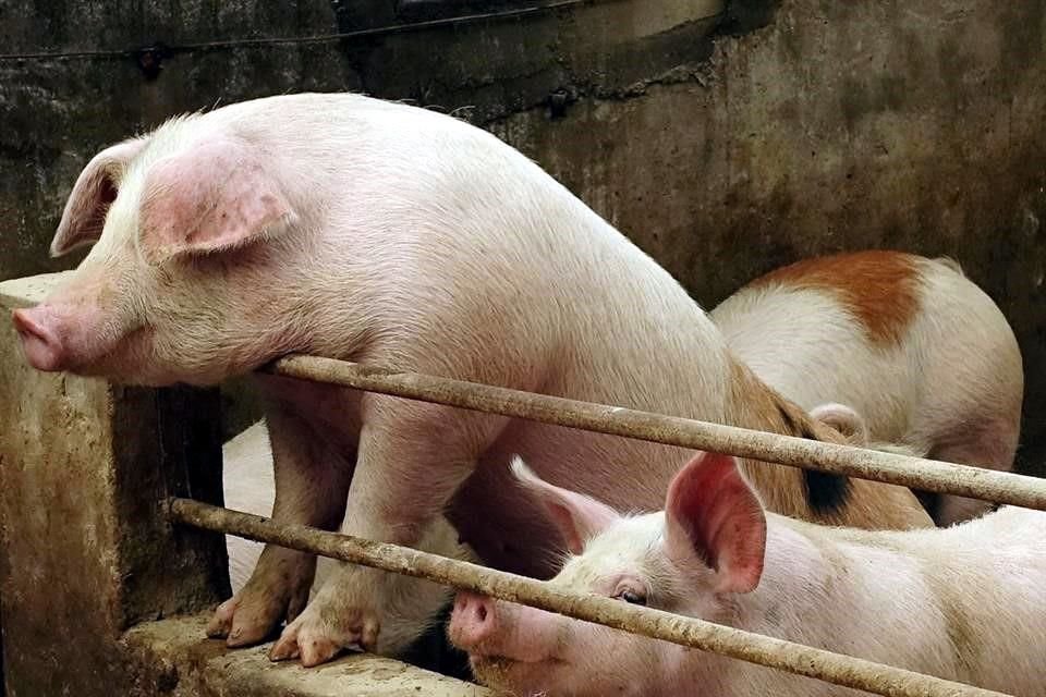 Uno de los productos a los que China le bajo el arancel a la importación es el cerdo, en un momento donde enfrenta fiebre porcina.