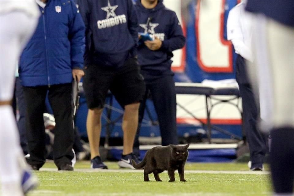 El gato negro se escabulló al campo durante una serie ofensiva de los Gigantes en el segundo cuarto.