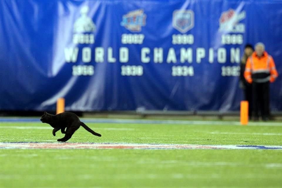 El gato fue la sensación en el partido de la NFL del Monday Night.
