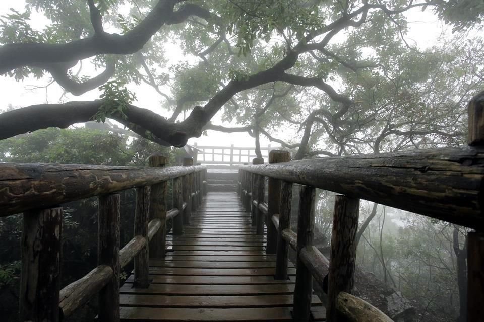 El Parque Ecológico de Chipinque fue cubierto por la neblina.