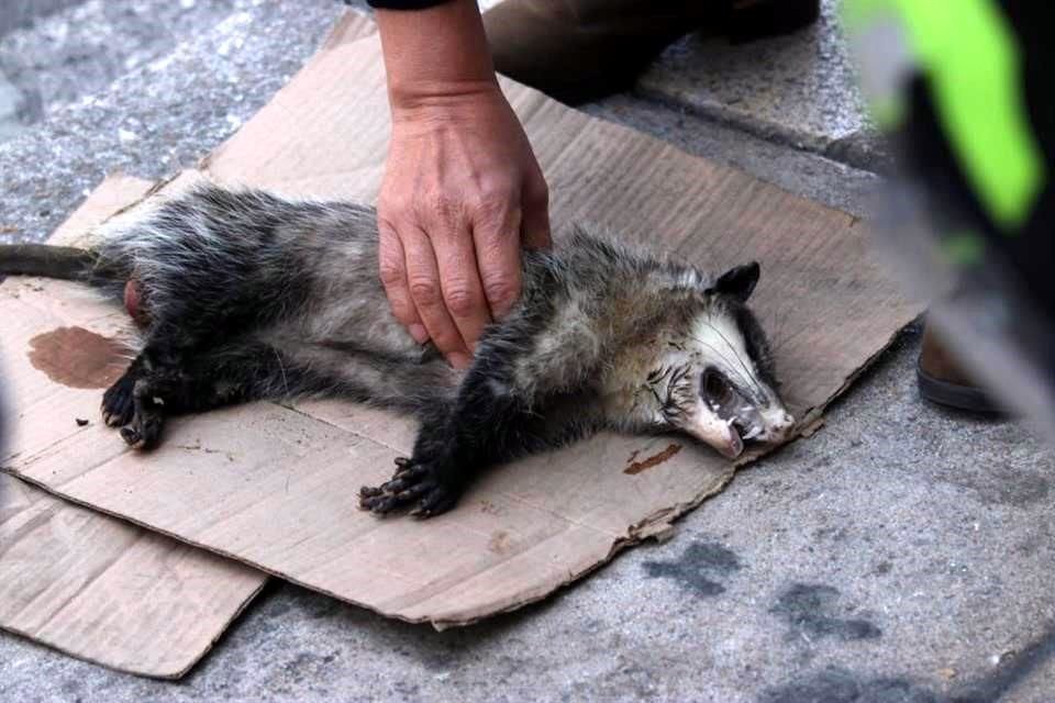 De acuerdo con testigos, el animal salió de la jardinera situada en el cruce con la Avenida Juárez y andaba entre los vehículos.