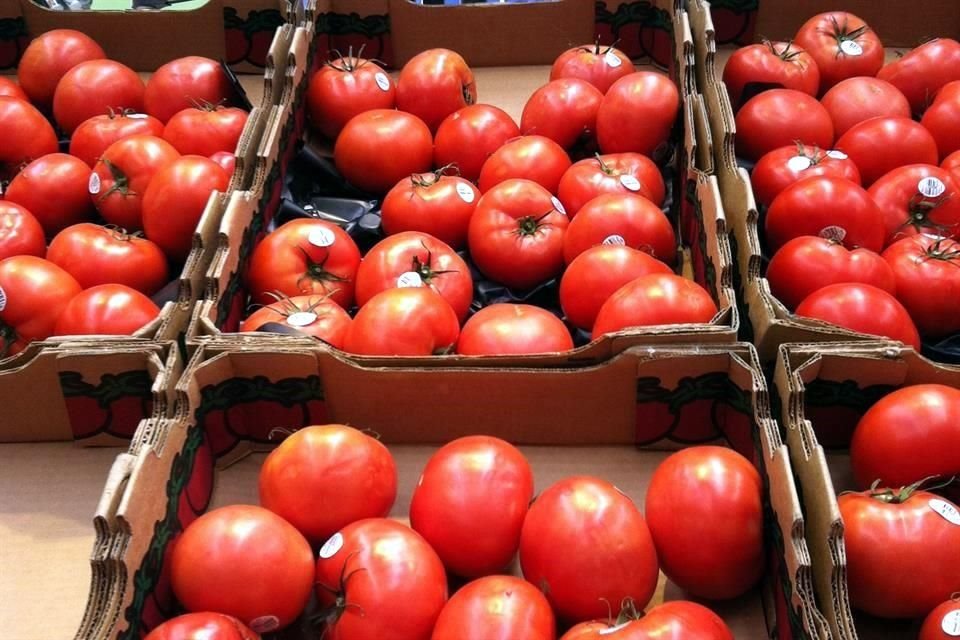 La Sader pidió a los productores de tomate tener más precaución en los preembarques por si hay sospecha de la presencia del virus rugoso.