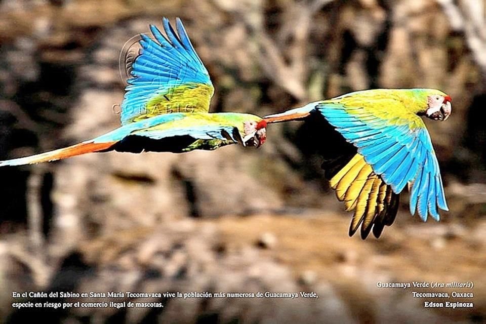 25 miradas al bosque permanecerá un mes en exhibición en el Club Alemán, ubicado en la Colonia Tepepan.