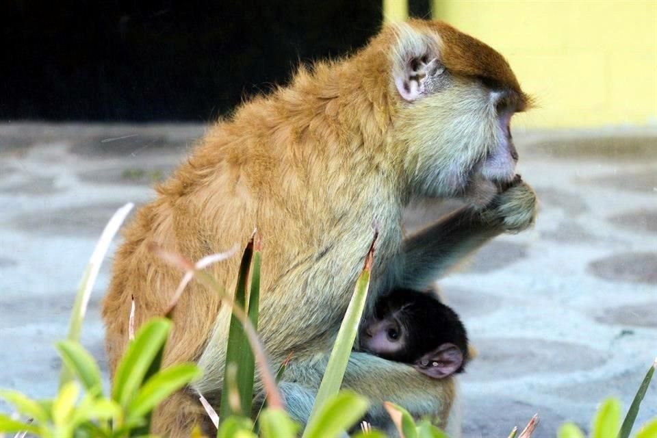 'Ambos se encargan de cuidar al ejemplar de Erythrocebus patas, desde que nació la madrugada del 5 de febrero pasado', indicó Sedema.
