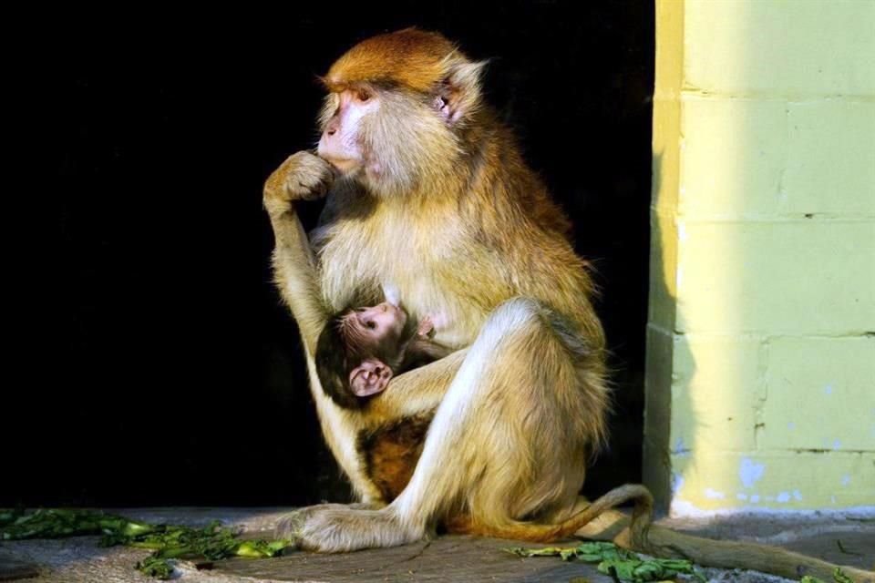 Muestra un buen estado de salud y se mantiene en observación por el equipo médico veterinario del zoológico de San Juan de Aragón.