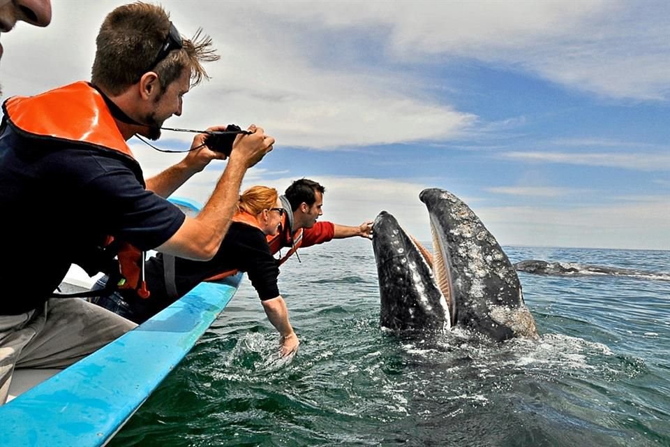 Ballenas grises, mariposas monarca, lobos marinos y otras especies se pueden avistar durante esta temporada.